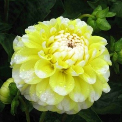 Георгина Декоративная Гамма'с Лемон Пай Георгина Декоративная Гамма'с Лемон Пай