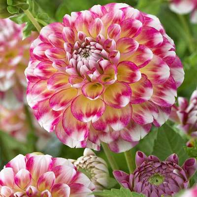 Георгина Декоративная Гавайи