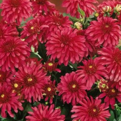 Георгина Декоративная Гэллери Арт Нуво Георгина Декоративная Гэллери Арт Нуво