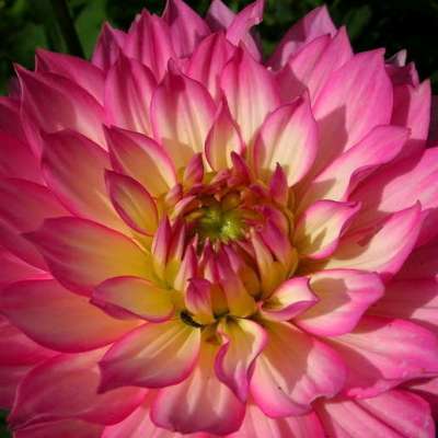 Георгина Декоративная Гэллери Беллини Георгина Декоративная Гэллери Беллини