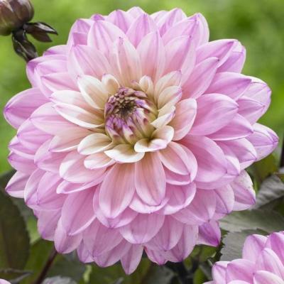 Георгина Декоративная Гэллери Латур Георгина Декоративная Гэллери Латур