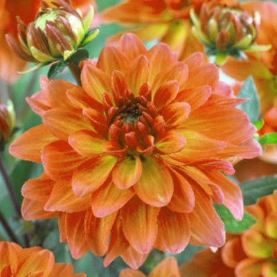 Георгина Декоративная Гэллери Матисс