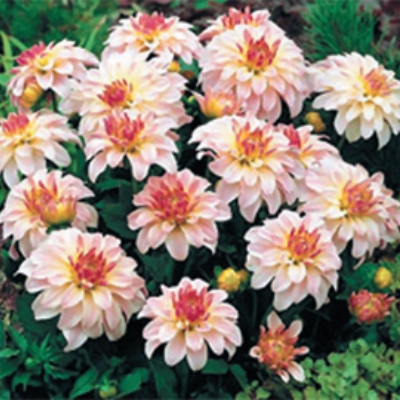 Георгина Декоративная Гэллери Моне