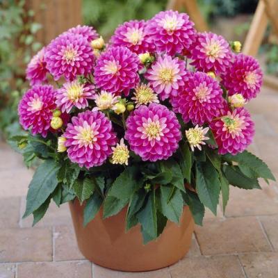 Георгина Декоративная Гэллери Рембрандт Георгина Декоративная Гэллери Рембрандт