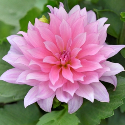 Георгина Декоративная Гэллери Ренуар Георгина Декоративная Гэллери Ренуар