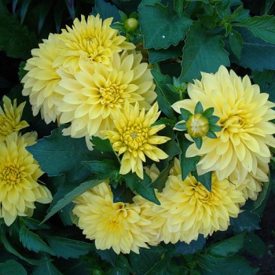 Георгина Декоративная Гэллери Сезанн