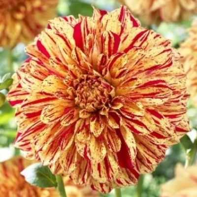 Георгина Декоративная Глориоза Георгина Декоративная Глориоза