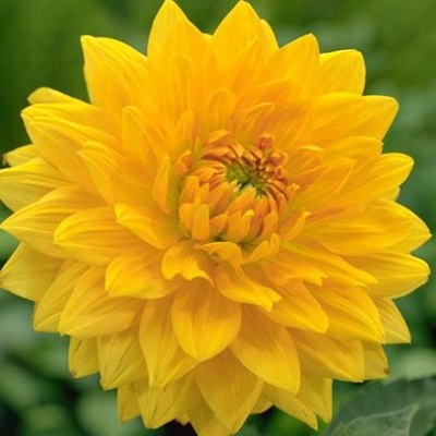 Георгина Декоративная Голден Эмблем