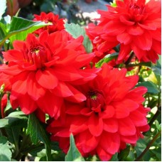 Георгина Декоративная Хитвейв Георгина Декоративная Хитвейв