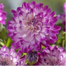 Георгина Декоративная Ху Дан Ит Георгина Декоративная Ху Дан Ит