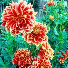 Георгина Декоративная Кабальеро