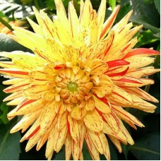 Георгина Декоративная Кембридж