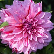 Георгина Декоративная Кэнди Клаб