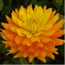 Георгина Декоративная Кендлайт