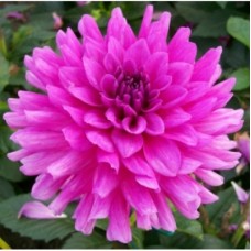 Георгина декоративная Клодетт