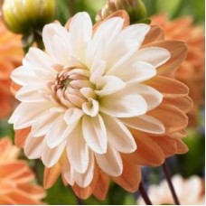 Георгина Декоративная Куп де Солей