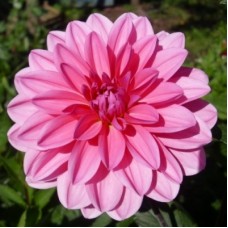 Георгина Декоративная Лаки Намбэ