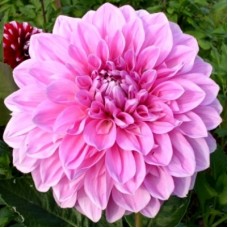 Георгина Декоративная Лавендер Перфекшн