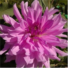 Георгина Декоративная Лавендер Раффлз