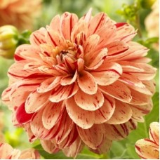 Георгина Декоративная Летс Данс