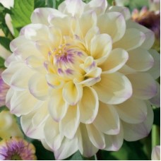 Георгина Декоративная Лейк Кери