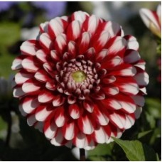 Георгина Декоративная Литтл Тайгэ