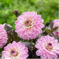 Георгина Декоративная Ля Тур