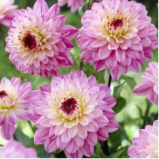 Георгина Декоративная Люка Йоханна