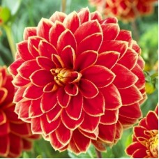 Георгина Декоративная Максим