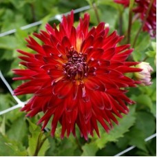 Георгина Декоративная Манхеттен Айленд