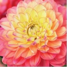 Георгина Декоративная Мелоди Аллегро