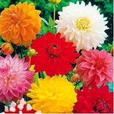 Георгина Декоративная микс