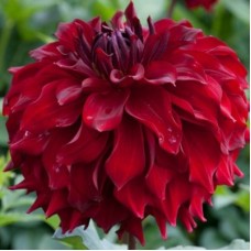 Георгина Декоративная Мингас Алекс