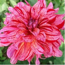 Георгина Декоративная Мингас Тони