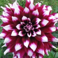 Георгина Декоративная Мистери Дей Георгина Декоративная Мистери Дей