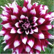 Георгина Декоративная Мистери Дей