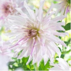 Георгина Декоративная Мом з Спешиэл