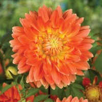 Георгина Декоративная Мотто Георгина Декоративная Мотто