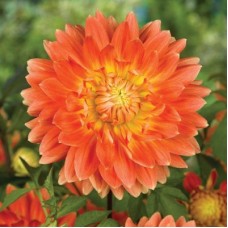 Георгина Декоративная Мотто