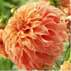 Георгина Декоративная Мунлайт Соната