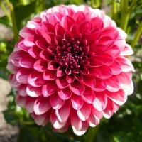 Георгина Декоративная Мюзетт Георгина Декоративная Мюзетт