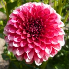 Георгина Декоративная Мюзетт