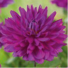 Георгина Декоративная Олл Сизонс