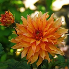 Георгина Декоративная Отэм Фэйри