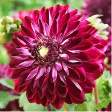 Георгина Декоративная Озириум