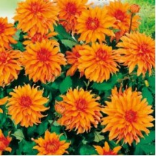 Георгина Декоративная Пабло