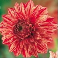 Георгина Декоративная Пайпи