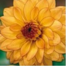 Георгина Декоративная Пенелопа