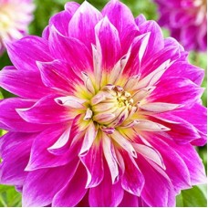 Георгина Декоративная Пепл Экспложн