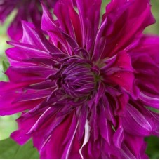 Георгина Декоративная Пепл Тайхейо